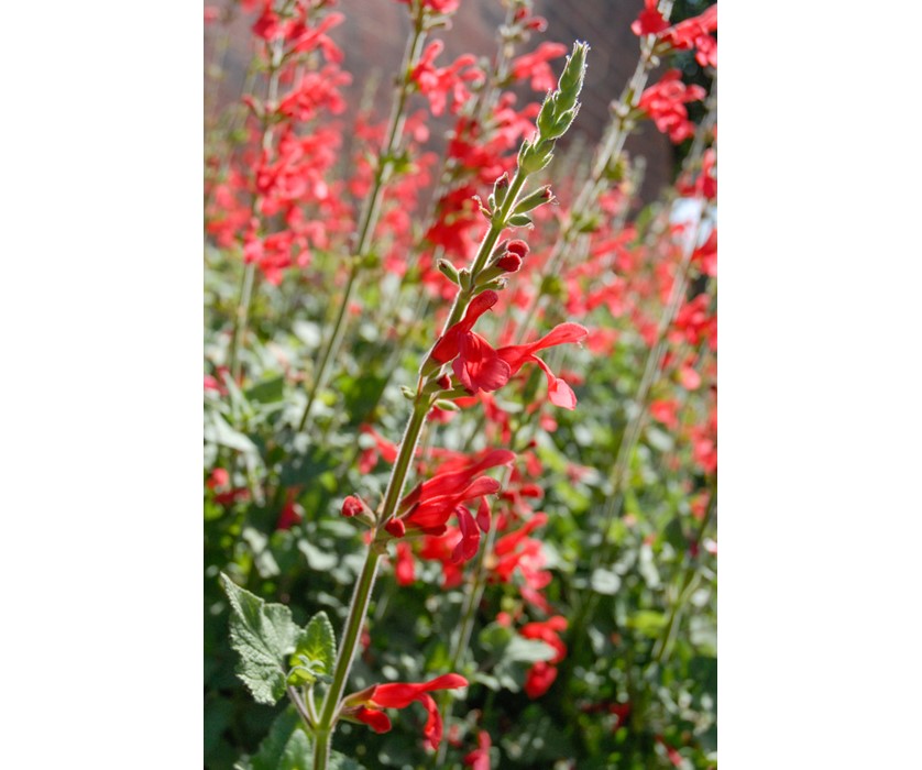 Vermillion Bluffs Mexican Sage